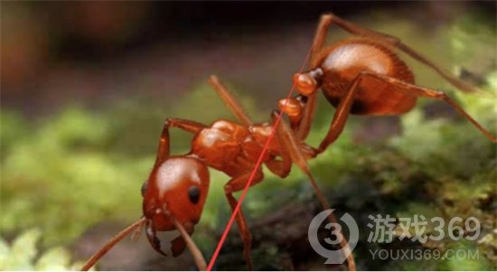 《小小蚁国》蚂蚁排行 什么蚂蚁厉害