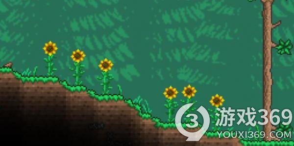 《泰拉瑞亚》向日葵的功能 如何获得向日葵？